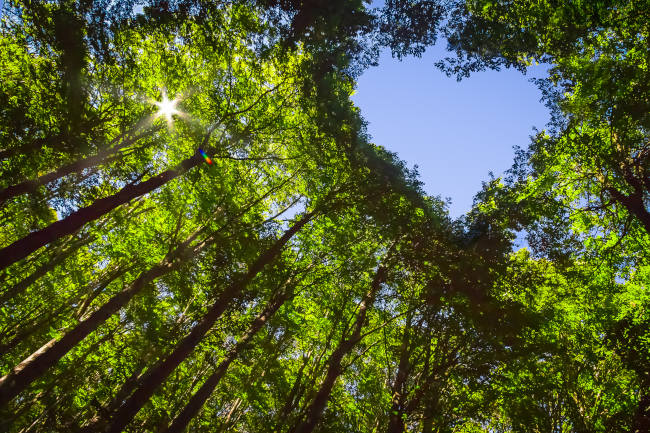 Tree Maintenance, Atlanta, GA | Ballard's Tree Service