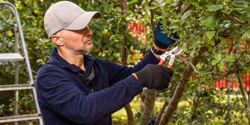 Tree Pruner in Sandy Springs, Georgia