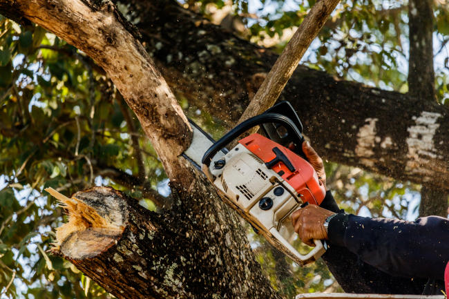 Tree Branch Removal, Atlanta, GA | Ballard's Tree Service