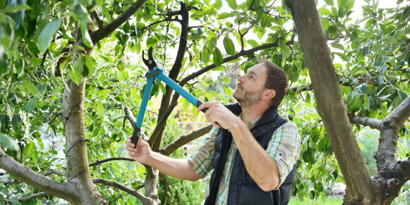Tree Pruning in Sandy Springs, Georgia