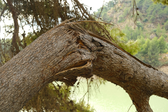 Dangerous Trees: Top Signs You Need a Tree Removal Service | Ballard's ...