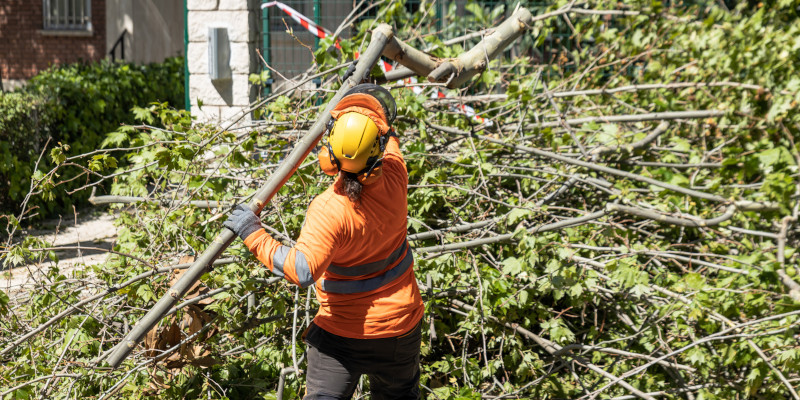 Illustration of Broken Tree Branches Removal