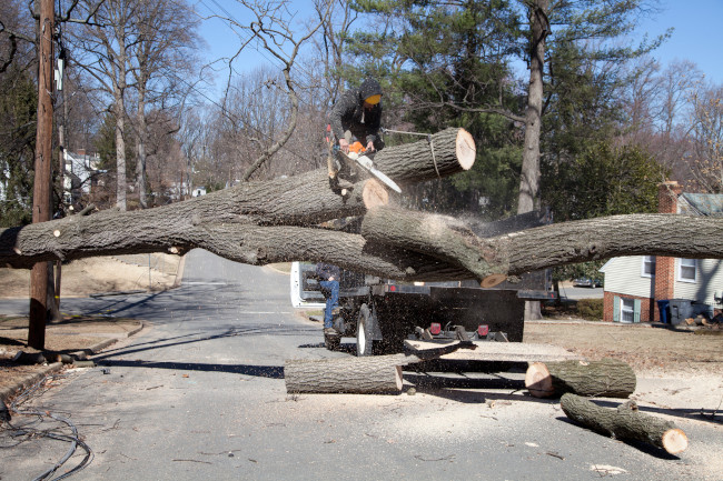 When Emergency Tree Removal Becomes Necessary | Ballard's Tree Service