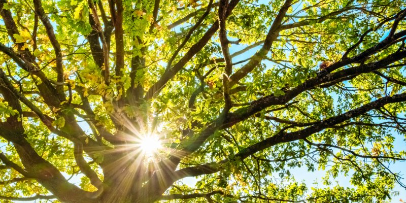 How to Create a Year-Round Tree Maintenance Plan